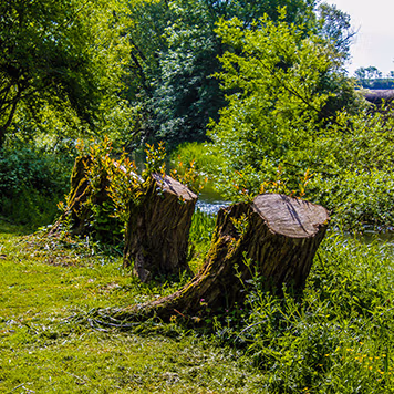 Porządkowanie terenu